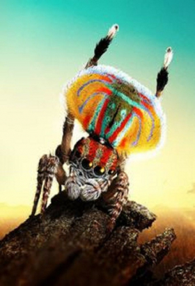 couverture film Wild Thing : La folle histoire du rock