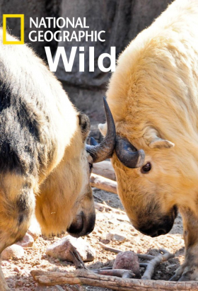 couverture film Wild