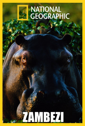 couverture film Zambezi